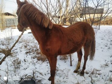 аренда лошади: Продаю | Жеребец, Кобыла (самка), Конь (самец)