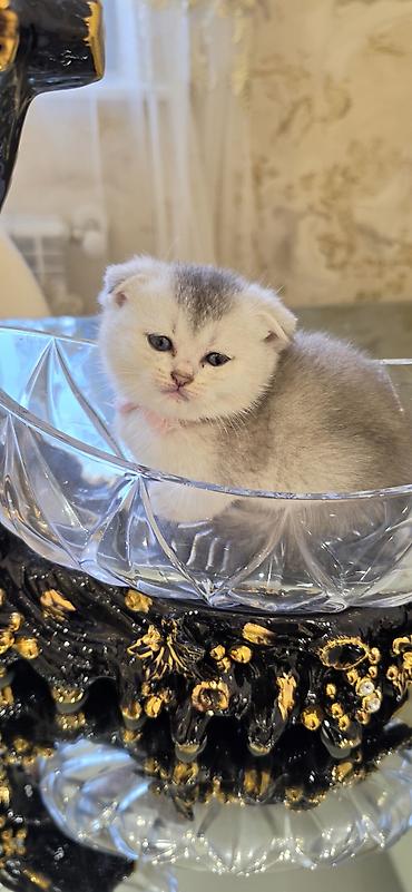 ragdoll pisik: Şınşıla cins pişiklər həm dişi həm erkek . öz pişiyimin balalarıdı — 8