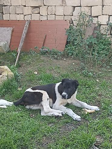 balaca it səkilləri: Qurdbasar, 5 ay, Erkək, Peyvəndli, Ödənişli çatdırılma — 6