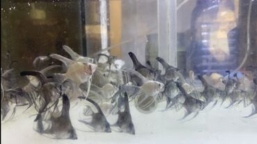 yumru akvarium: Uzun üzgəc mələk balıqları. Topdan satılır. Ölçü şəkildə 50 qəpiklik