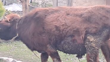 Inəklər, öküzlər: Iki baş erkək dana satılır — 6