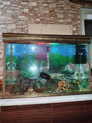 Akvariumlar: Bəzəkli böyük akvarium komplekti - Şüşə akvarium, ön və yan panellər — 2
