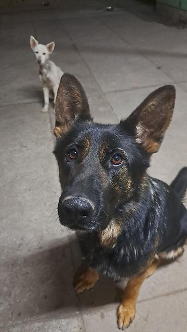 Psi: ❗ IZGUBLJEN PAS – DON ❗ 🙏 MOLIMO ZA POMOĆ I DELJENJE 🙏 Don je nestao i — 2