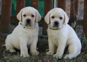 Psi: Predstavljamo vam naše novo žuto leglo! M: BLUE MOON ASTORELA ( — 4