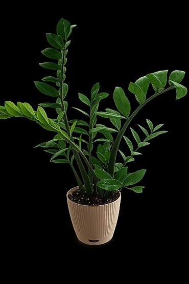 Комнатные растения: Замиокулькас (Zamioculcas zamiifolia) в декоративном горшке. цена 1200 — 1