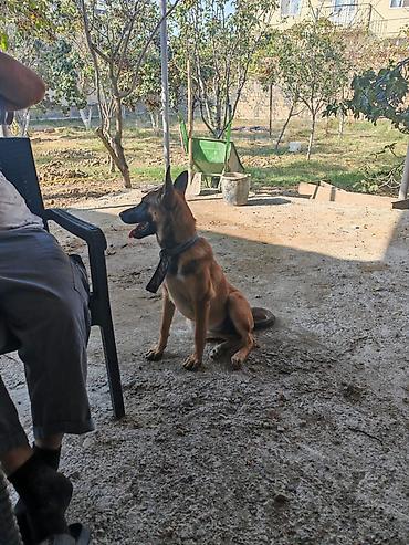 heyet iti etibarlı: Belçika çoban iti, 5 ay, Dişi, Peyvəndli, Pulsuz çatdırılma — 4
