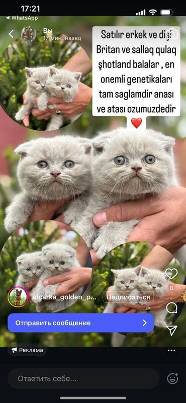 Pişiklər: Şotland uzun tüklü, Erkək, Ünvandan götürmə, Pulsuz çatdırılma, Ödənişli çatdırılma