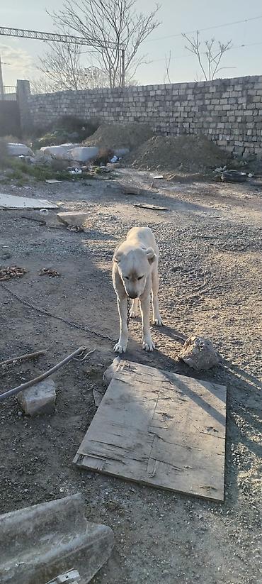 İtlər: Alabay, 2 il, Erkek — 2