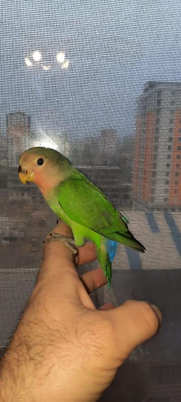 Tutuquşları: Bala Valnisti 9azn Boş qəfəs 9azn 1 bala quş +Qəfəs +Suqabı+Yemqabı — 18