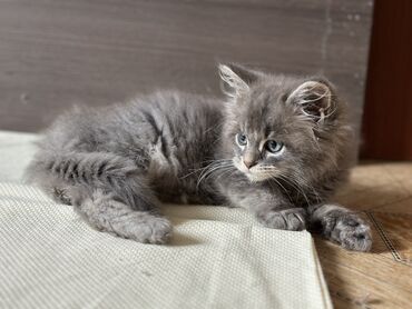 отдам породистых котят: Выставляется на продажу мальчик породы Мейн-Кун, по имени Рикки. Дата
