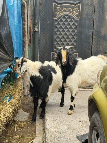 Козы, козлы: Продаю | Козёл (самец) | Битал | Для разведения — 2