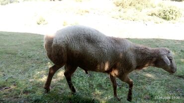 Qoyunlar, qoçlar: Satılır yaş 3 yarım qoçdu tuxumluq — 5