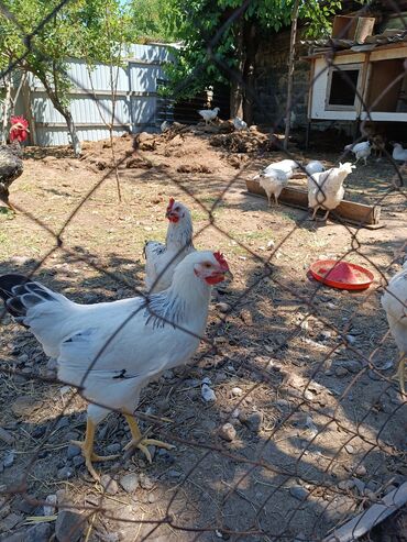 животные птицы: Продаю цыплят породы Адлер . 16шт. 13курочек и 3петушка. возраст
