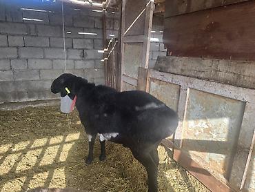 Баран, овца: Продаю | Баран (самец) | Для разведения | Осеменитель — 9