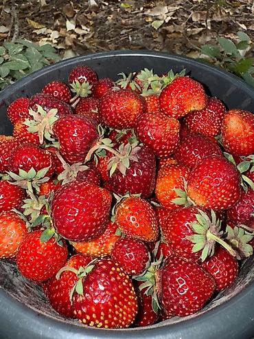 Клубника: Клубника — 2