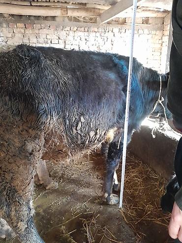 Коровы, быки: Продаю | Бык (самец) | На откорм | Привязанные — 6