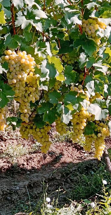 Meyvə və giləmeyvə: Məhsul: Qırmızı/çəhrayı süfrə üzümü (salxım) - Böyük, sıx salxımlar; — 18