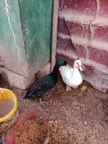 Ördəklər: Dişi, | Lal ördək, Ətlik, Ünvandan götürmə — 4