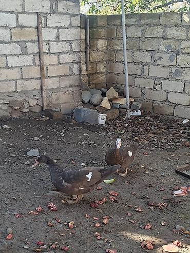 heyvan: Salam aleykum 5aylıqdılar 2erkək 3fərə təmiz krasnadar sordu erkəklər — 4