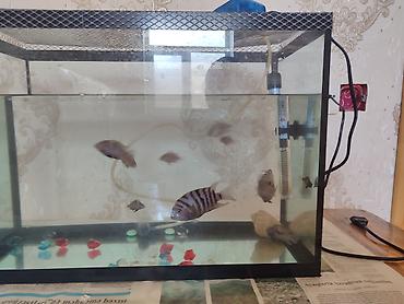 betta balıq: Dördbucaq akvarium, Balıqlarla birlikdə, 30 l, Ünvandan götürmə — 1