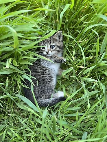 Продажа кошек: 🐾 Очаровательные котята ищут дом! 4 пушистых малыша готовы подарить — 10