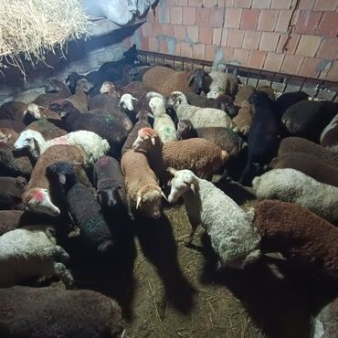 Qoyunlar, qoçlar: Salam aleyküm saxlamlıq quzularm var satram isdiyen0775431770 elaqe — 10