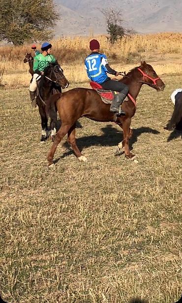 Лошади, кони: Продаю | Конь (самец) | Полукровка | Конный спорт — 4