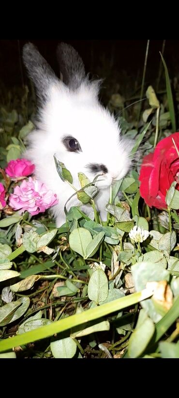 dovşan reks: Кролик 🐰
