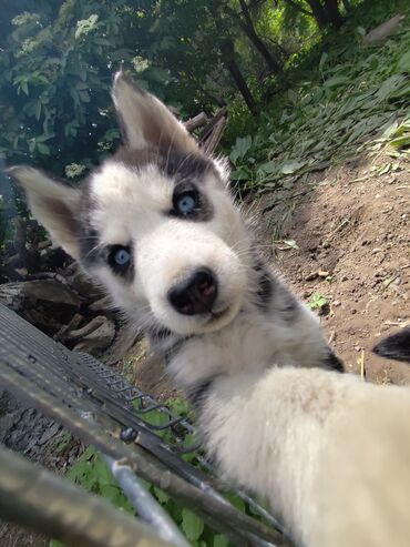 продам хаски: Хаски, 1 месяц, Самка