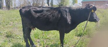 Коровы, быки: Продаю | Корова (самка) | Алатауская, Швицкая | Для молока | Стельные, Не стельные