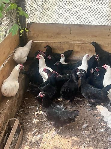 qala cinsi qoyun satilir: Salam tam saglam ag qara temiz cins 4 ay yarimliq avstralip colpalar — 7