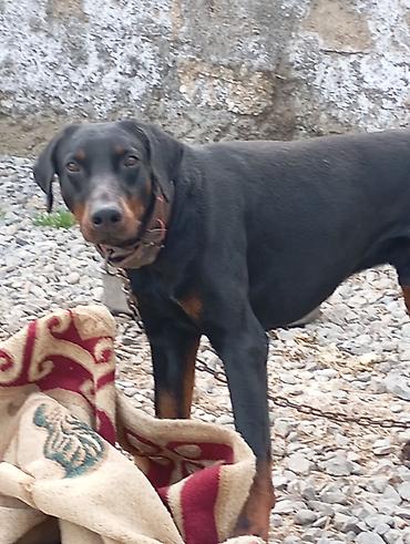 doberman satışı: Doberman, Erkək, Peyvəndli — 1