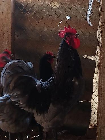 dev koxin: Australorp yumurtası çox istəyənə endirim olunur.
0705932535 — 2