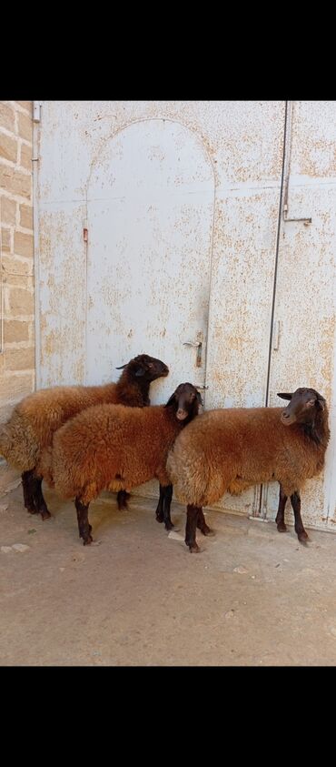 рынок животных в баку: Salam ünvan bakınin maştaga kendi 3 de erkeksi reyal alicilar narahat