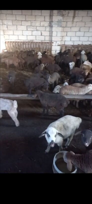 Inəklər, öküzlər: Mal-qara: Qoyun-quzu sürüsü Təsvir: - Qapalı tövlədə saxlanılan