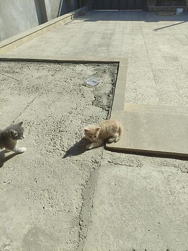 Pişiklər: Yaxşı əllərə — 5