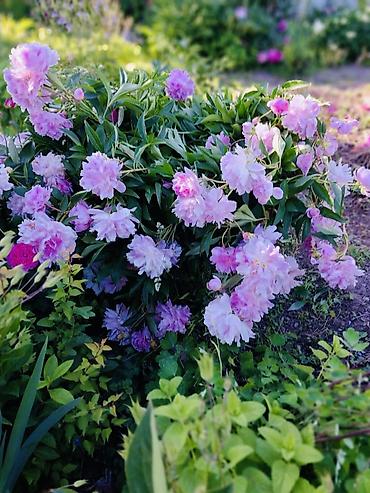 Продажа дач: 🏡 Срочно!!!Продается ухоженная дача. 📌 О доме: 	•	Кирпичный дом:56кв.м — 13