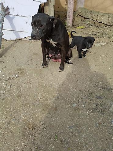 pitbull balaları: Pitbul, 2 ay, Erkək, Peyvəndli, Ödənişli çatdırılma — 1