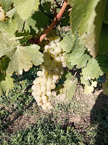 Meyvə və giləmeyvə: Məhsul: Avatar kişmişi (uzun, barmaq formalı qara üzüm sortu) - — 11