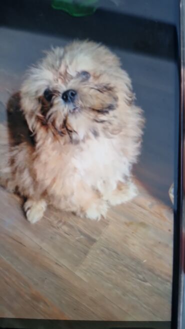 Tavalar: Pekines, 3 ay