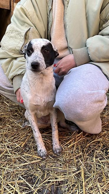 Отдам даром собаку: Собака даром: Дворняжка, 3 месяца, Самка, С прививкой — 8