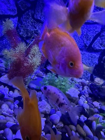 Akvariumlar: Аквариум - 2 м ( 7,000 Манат Цена -da lalafo.az — 23 Akvariumlar: Аквариум - 2 м ( 7,000 Манат Цена — 23