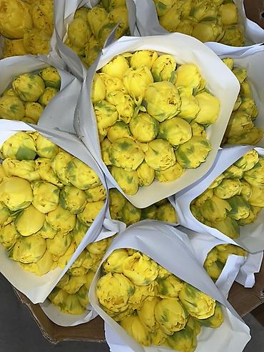 Букеты из живых цветов: Тюльпаны - Сорт: нежно-розовые тюльпаны с мягкой желтой каймой на — 13