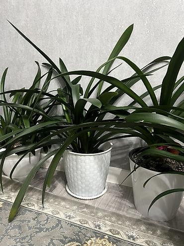 Лилии: Кливия (Clivia miniata) в горшке - Эффектное комнатное растение с — 4