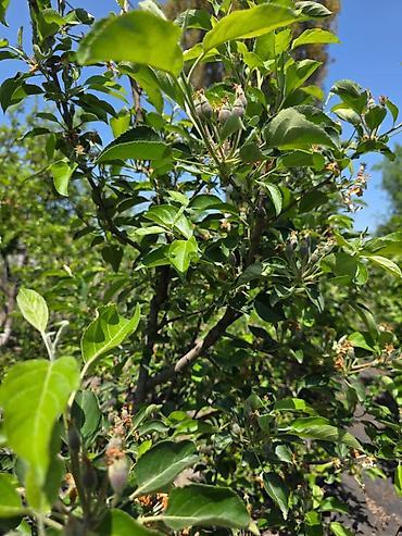 Продажа коттеджей и домов: 📍с.Ленинское 🔘4-комнатная 🔘2 этажа 🔘165м² Продаётся двухэтажный — 18