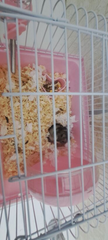 отдам даром щенка маленькой породы: Hamster Joungar 8 aylıq.+ 1 Aylıq yeməyi, təkər, su qabı, yem qabı