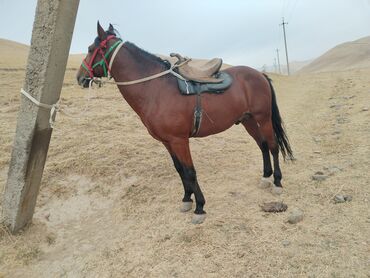 продажа домашних животных: Сатам | Байтал | Жумушка lalafo.kg да продажа домашних животных: Сатам | Байтал | Жумушка