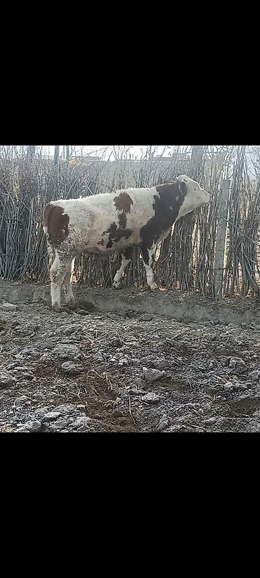 Коровы, быки: Продаю | Бык (самец) | Монбельярд | На откорм | Привязанные — 11