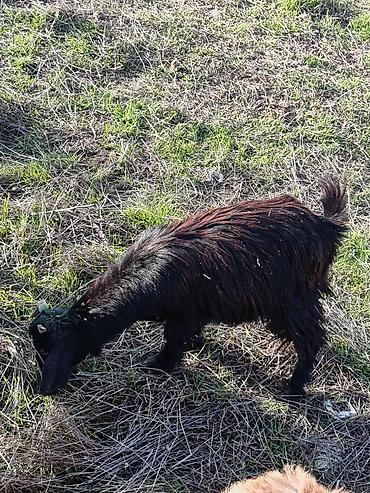 Keçilər, çəpişlər: Çəpiş keçi qoyun sürü və ya tək tək satram. Qiymet ferqlidirMəhsul — 30