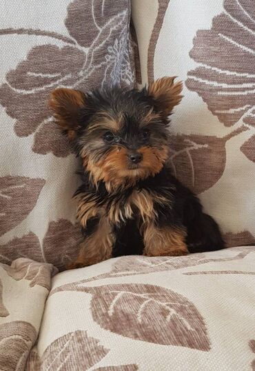 Yorkshire Terrier Puppies for fee adoption Girls and boys available